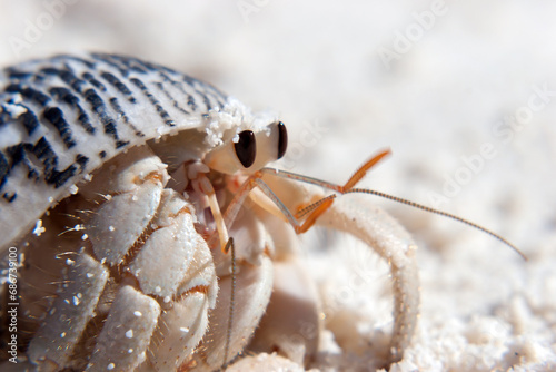 Pagurus a genus of Hermit Crabs from the family of Paguridae