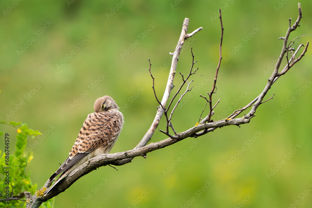 Beautiful falco on the branch, falco tinnunculus Beautiful falco on the branch, falco tinnunculus