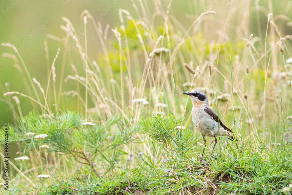 Beautiful song bird on the ground. Northern wheatear, Oenanthe oenanthe. Beautiful song bird on the ground. Northern wheatear, Oenanthe oenanthe.