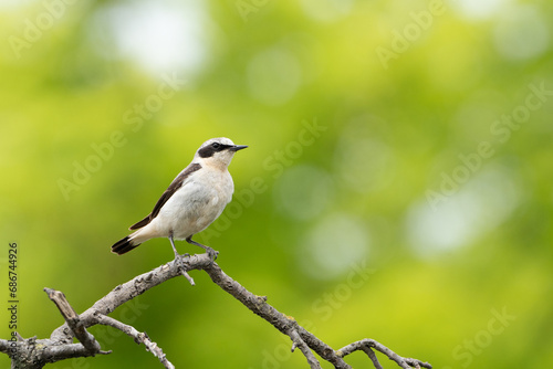 Beautiful song bird on the branch. Northern wheatear, Oenanthe oenanthe.