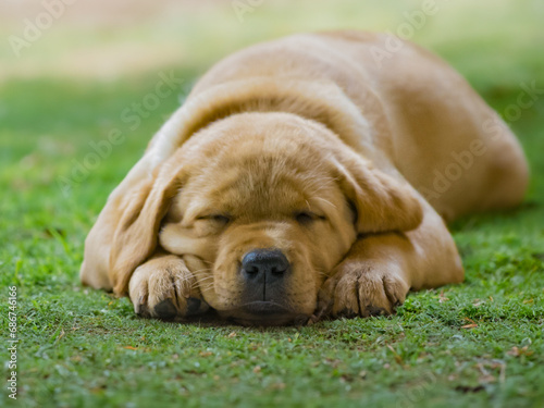 Golden labrador dog sleeping in the grass