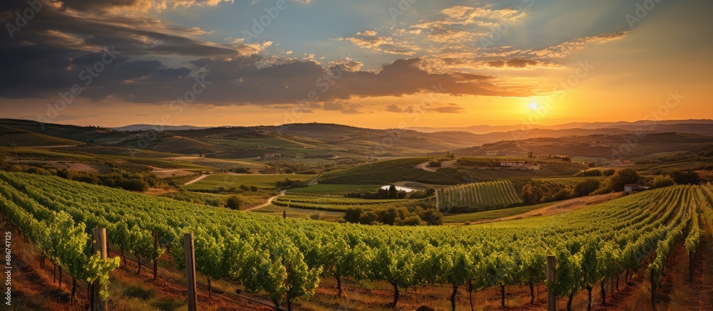 view of the Vineyard at sunset. in spring