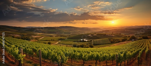 view of the Vineyard at sunset. in spring