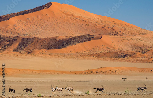 Male Gemsbok (Oryx gazella) asserts its dominant status in the herd in Namib-Naukluft Park; Sossusvlei, Namibia photo