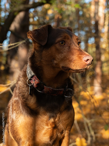 Autumn brown dog