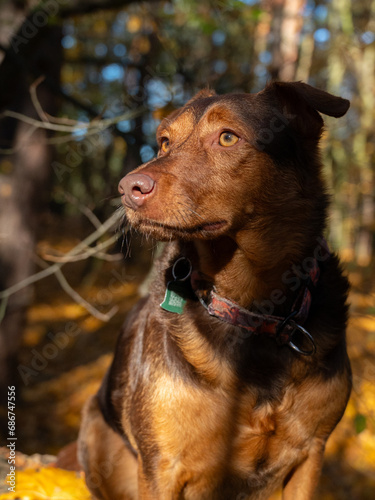 Autumn brown dog