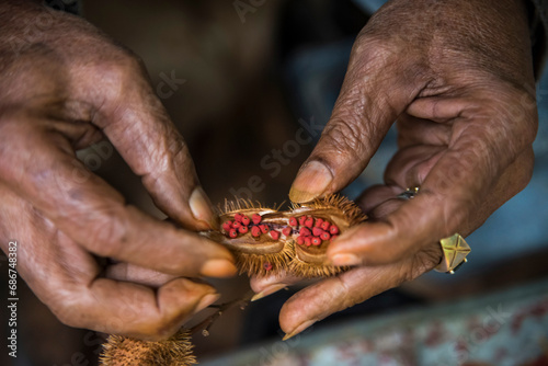 At an organic farm, annatto seeds are harvested to use to color rice to make it yellow; Cuba photo