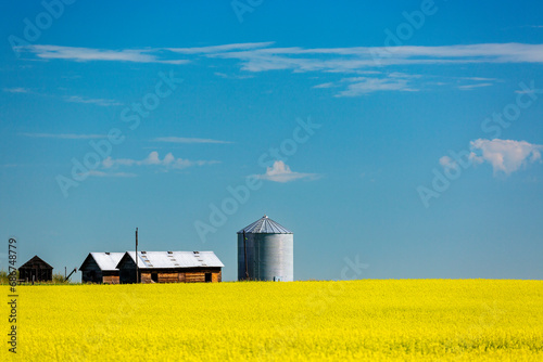 Golden canola field with wooden barn, metal grain bin, blue sky and clouds, West of High River, Alberta; Alberta, Canada photo