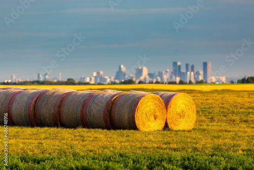 Two rows of large, round hay bales glowing in a field at sun rise, with the city of Calgary skyline in the background under a blue sky; Southeast of Calgary, Alberta, Canada photo