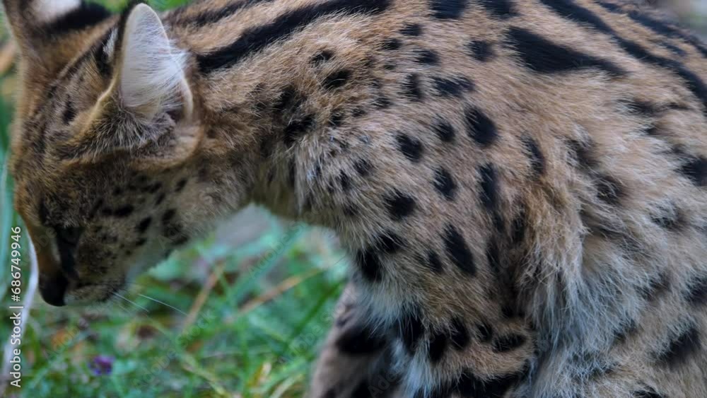 Close up of a Serval cat sitting on a meadow and grooming. Close up of a Serval cat sitting on a meadow and grooming.