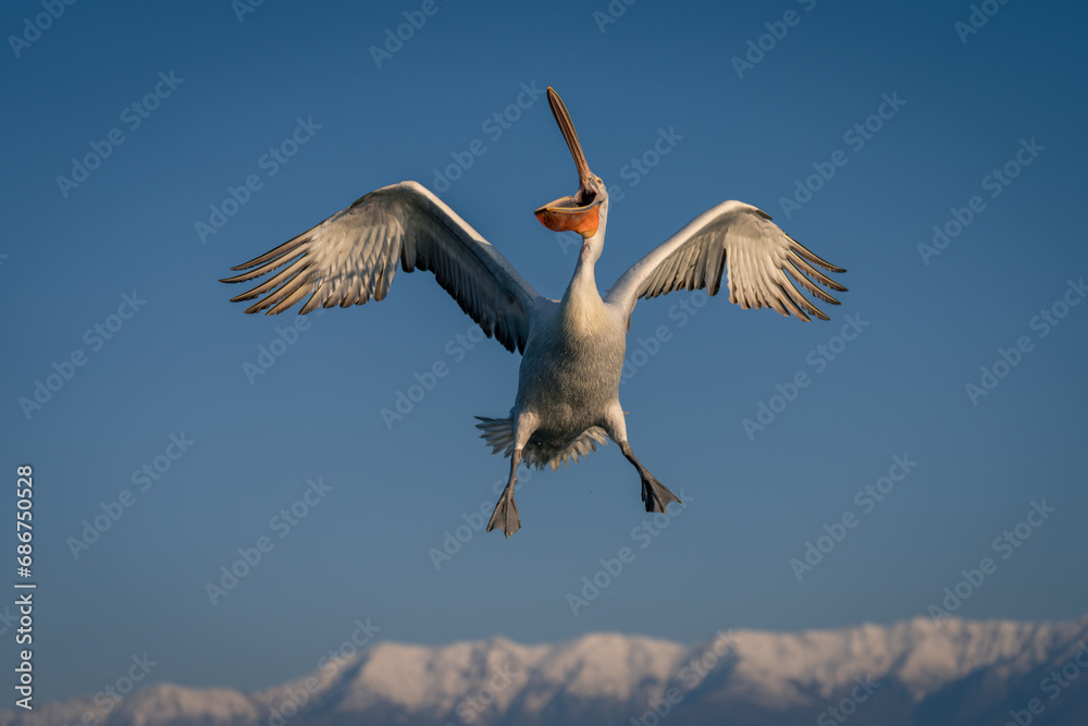 Pelican flies with beak open near mountains Pelican flies with beak open near mountains