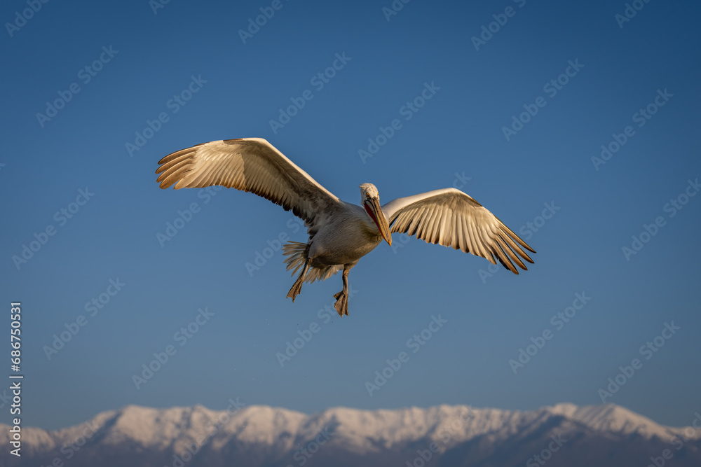 Pelican flies with wings spread over mountains Pelican flies with wings spread over mountains