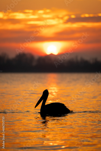 Pelican on water near shoreline at sunrise