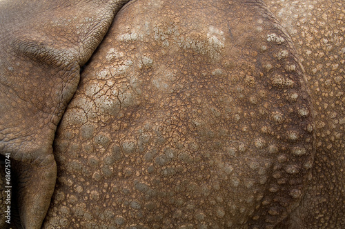 Close-up detail of the skin of an Indian rhinoceros (Rhinocerus unicornis); Salina, Kansas, United States of America photo
