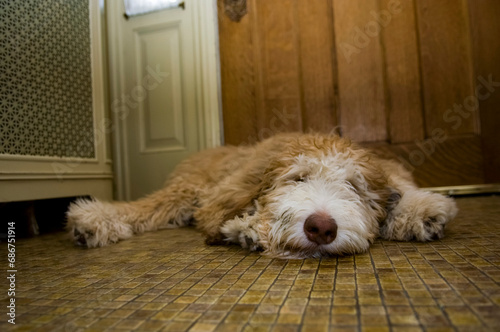 Surface level view of a dog lying on the floor at home; Lincoln, Nebraska, United States of America photo