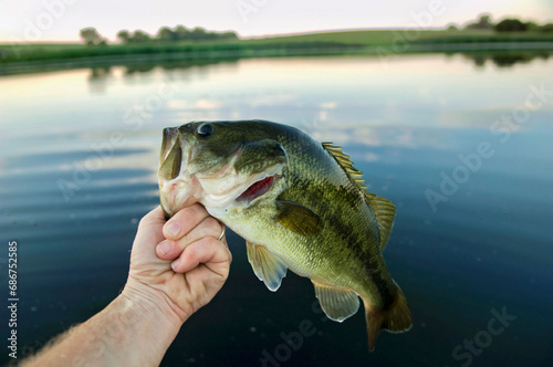 Largemouth bass caught at a Nebraska farm pond, USA; Bennet, Nebraska, United States of America photo