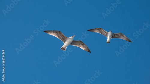 Seagulls flying in the blue sky over the mountains of Gokceada island  Turkey  closeup of photo