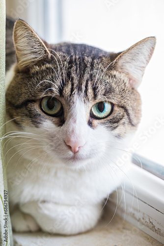 Fototapeta Naklejka Na Ścianę i Meble -  Big male cat pet sitting indoor