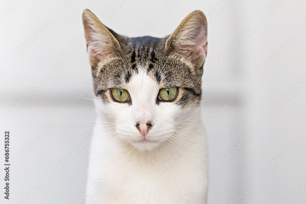 Portrait of serious cat pet close up