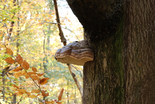  mushroom growing on a tree in autumn