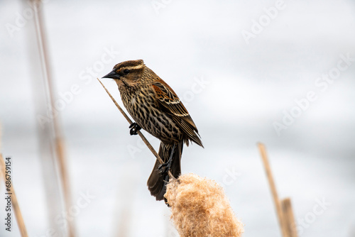 Close-up portrait of a female red-winged blackbird (Agelaius phoeniceus) perched on a cattail near 108 Mile Heritage House on the Cariboo Highway in British Columbia; British Columbia, Canada photo