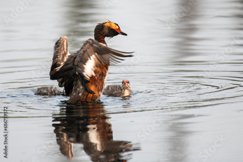 Horned Grebe (Podiceps auritus) flapping its wings while its two chicks look on in a pond on the University of Alaska Fairbanks Campus; Fairbanks, Alaska, United States of America photo