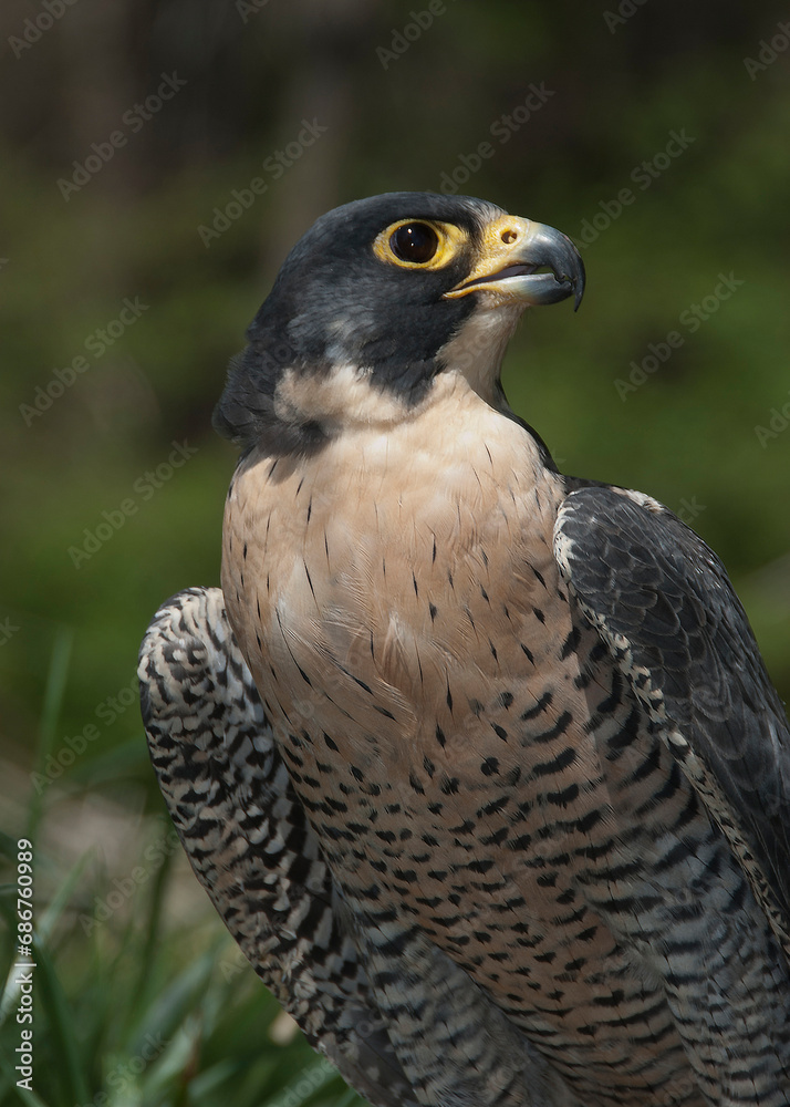 Peregrine Falcon portrait (Falco peregrinus) Peregrine Falcon portrait (Falco peregrinus)