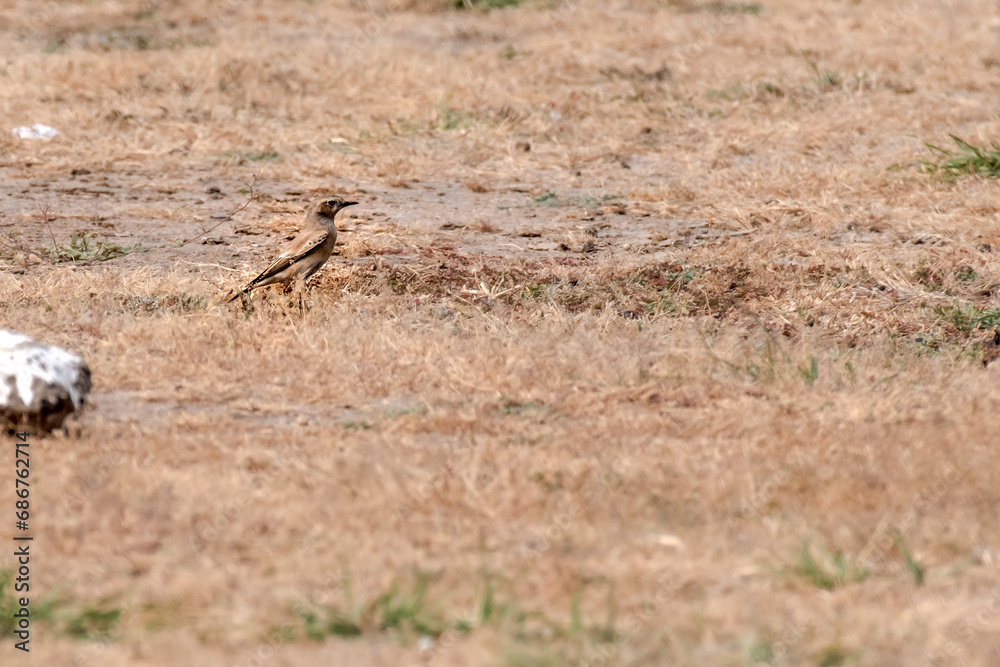 Desert wheatear small dark winged bird found in dry area. Desert wheatear small dark winged bird found in dry area.