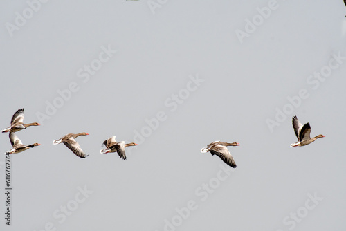 Graylag Goose in flight over lake