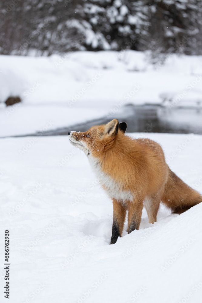 Portrait of a Red fox (Vulpes vulpes) standing in snow with a snowy snout; Alaska, United States of America Portrait of a Red fox (Vulpes vulpes) standing in snow with a snowy snout; Alaska, United States of America