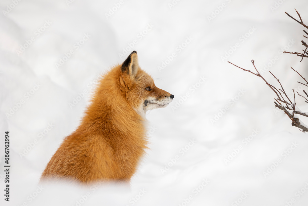 Portrait of a Red fox (Vulpes vulpes) sitting in snow; Alaska, United States of America Portrait of a Red fox (Vulpes vulpes) sitting in snow; Alaska, United States of America