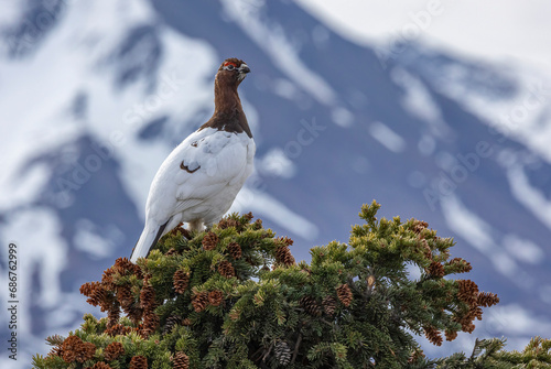 Portrait of a Rock ptarmigan (Lagopus muta) perched on a treetop, with it's plumage changing to winter coloration; Alaska, United States of America photo