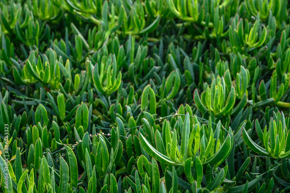 floral background of Carpobrotus edibles on the shores of the Mediterranean Sea 2 floral background of Carpobrotus edibles on the shores of the Mediterranean Sea 2
