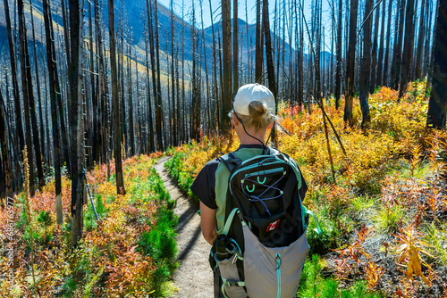 Female hiker along a trail in a burned forest with colourful fall undergrowth in Waterton Lakes National Park; Waterton, Alberta, Canada