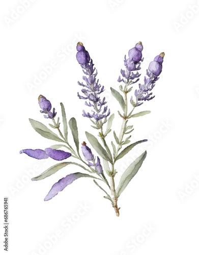  Lavender flower watercolor drawing illustration isolated on white background.Provence purple violet green floral vector decoration element.Print,card,pattern,frame,wedding,sticker design.Decor .
