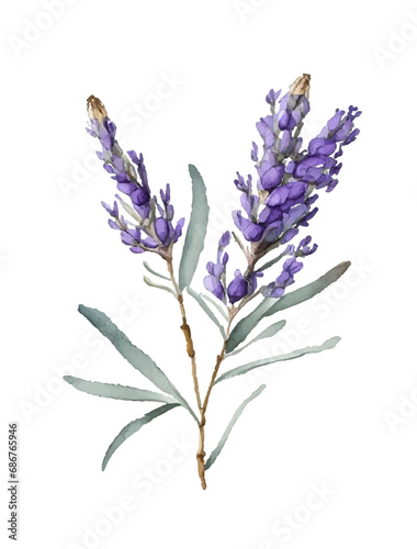 Lavender flower watercolor drawing illustration isolated on white background.Provence violet purple green floral decoration element.Print,gift card,pattern,frame,wedding,sticker design.Decor.