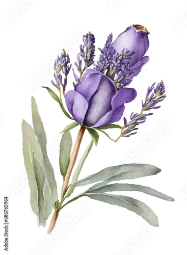  Lavender flower watercolor drawing illustration isolated on white background.Provence violet purple green floral vector decoration element.Print,decor,card,pattern,frame,wedding,sticker design