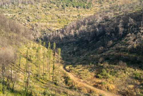 A Partially Burnt Forest, the Judea Mountains, Israel