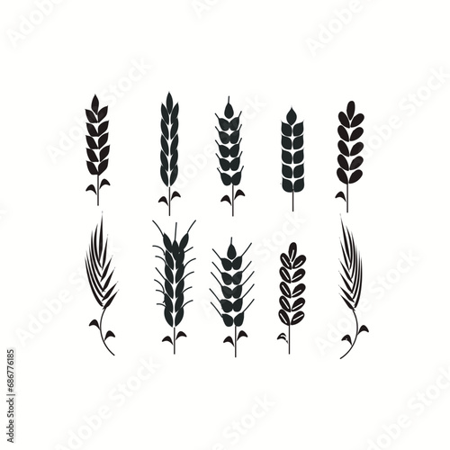 Wheat spikelets isolated on white background Vector