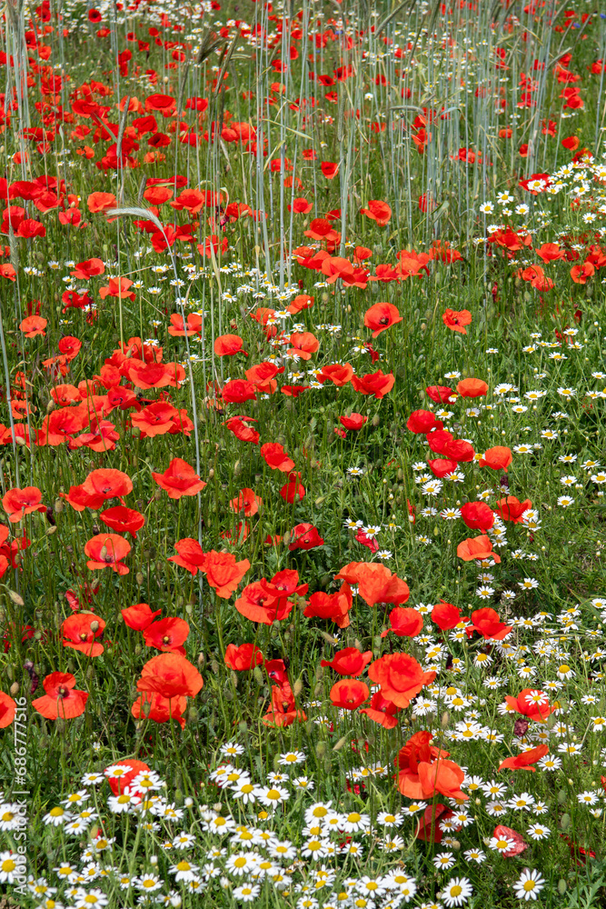 Colorful Flower Meadow With Poppy And Marguerite Over Green Grass