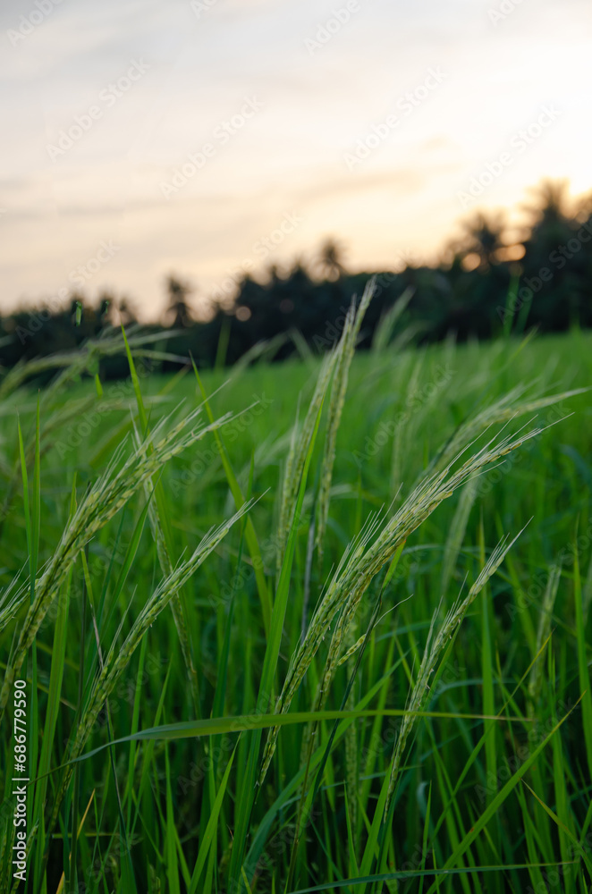 In the evening, when the sun is about to set, rice fields look like this