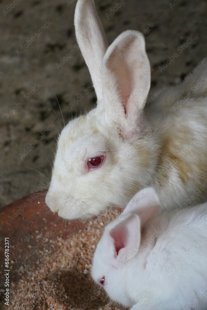 Beautiful and adorable pet rabbit Beautiful and adorable pet rabbit