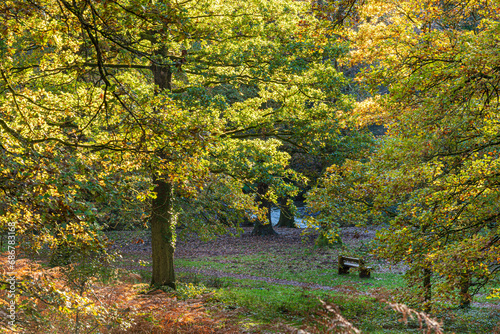 Royal Forest of Dean - Nature in autumn - Oak trees at Wenchford Picnic Site near Blakeney, Gloucestershire, England UK