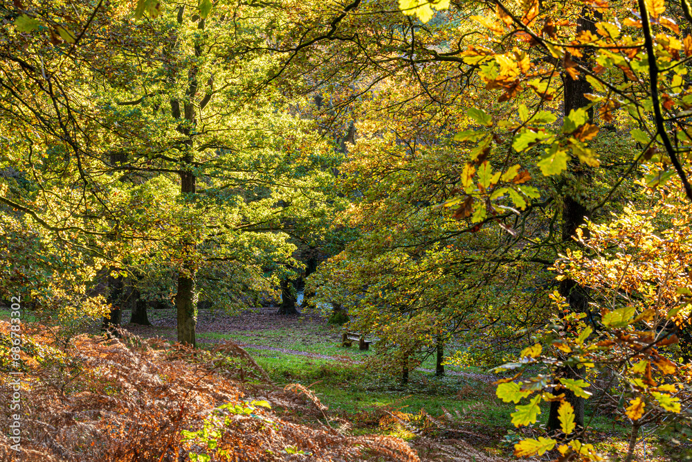 Royal Forest of Dean - Nature in autumn - Oak trees at Wenchford Picnic Site near Blakeney, Gloucestershire, England UK Royal Forest of Dean - Nature in autumn - Oak trees at Wenchford Picnic Site near Blakeney, Gloucestershire, England UK