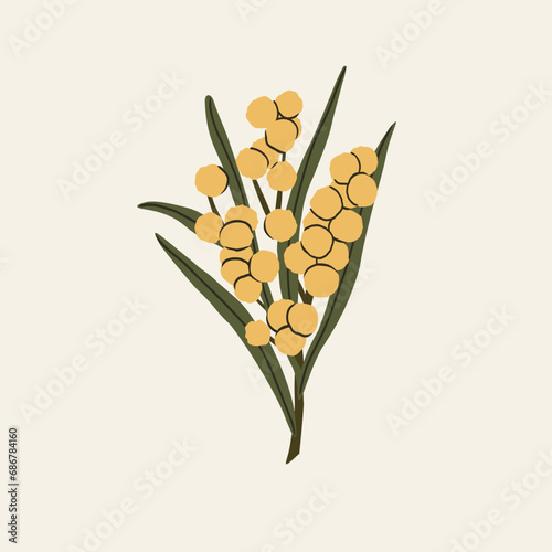 Flat vector wattle branch illustration
