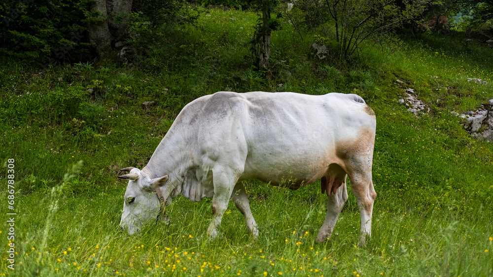 Cow grazing by the side of a mountain path. Cow grazing by the side of a mountain path.