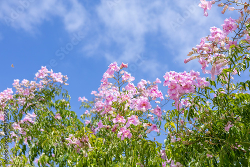 Pink trumpet vine flowers against blue sky photo