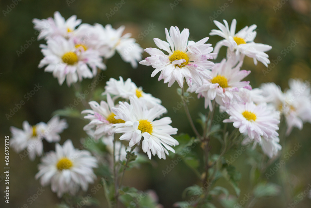 Chrysanthemum in the autumn garden