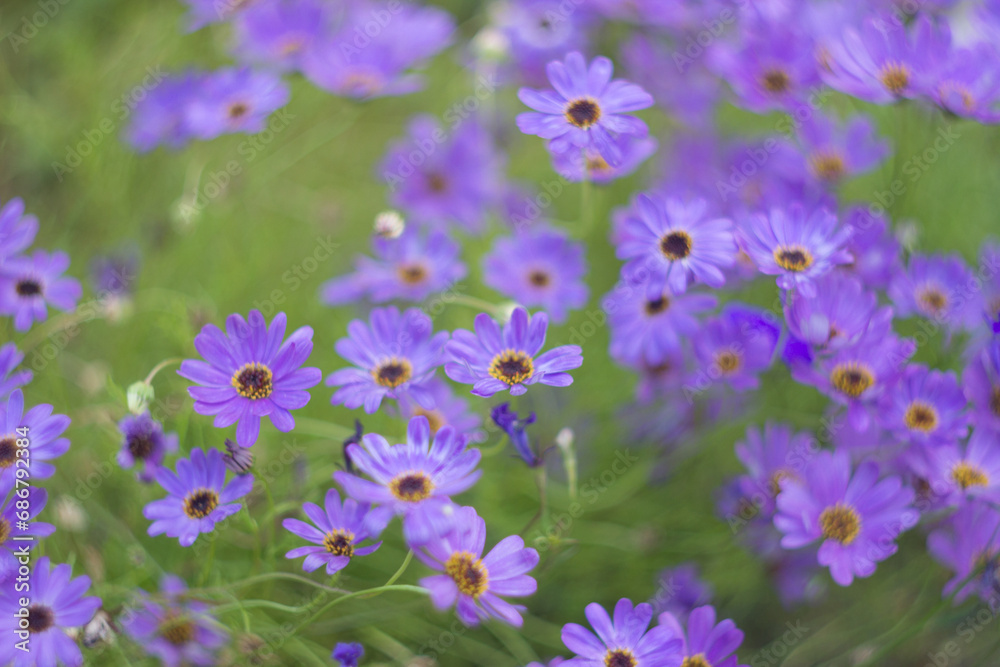 Obraz premium Blue brachycome flowers in the autumn garden