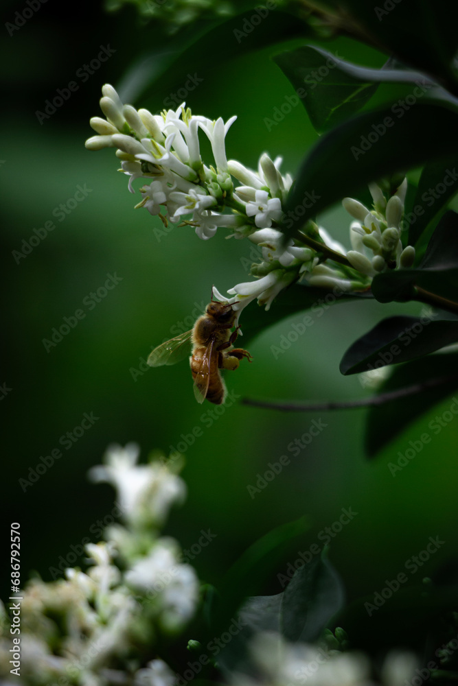 bee pollinating white flowers bee pollinating white flowers